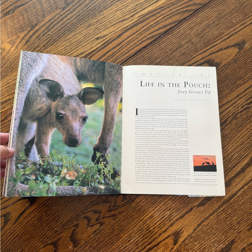 Kangaroos Book - Picture 4 of 4